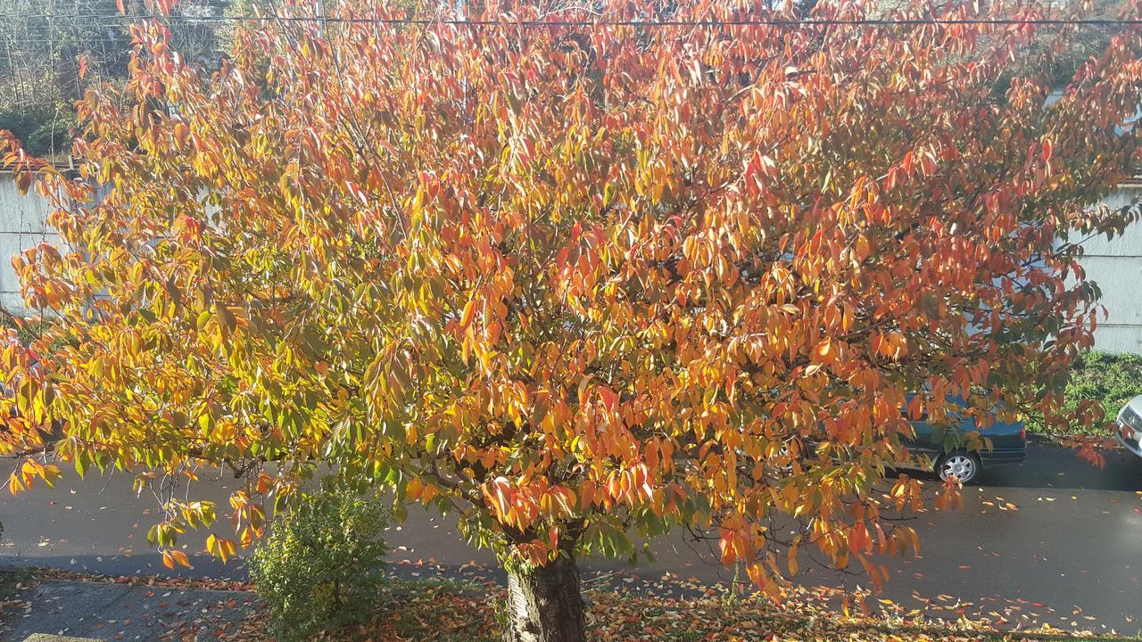 Apartmany Za Sakurou Hodonín Dış mekan fotoğraf